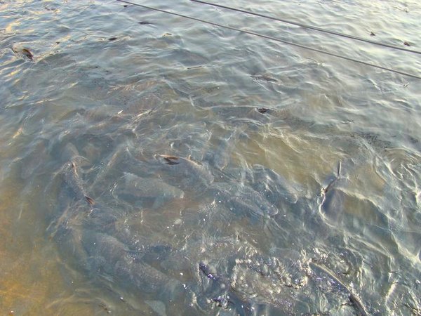 Shringeri_Mutt_Pond_Fishes1.jpg