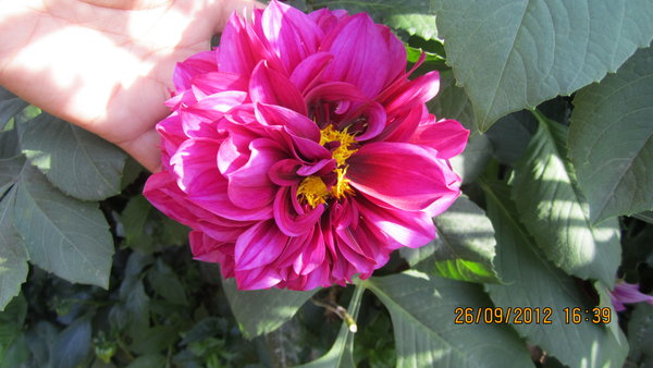 IMG_2204.jpg