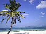 lakshadweep-trip-report-s4010978.jpg