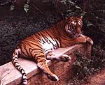 wonderful-logic-and-extreme-cruelty-tigerlye.jpg