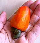 cashews-in-goa-cashewfruit.jpg