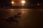 just-returned-from-india-pancakedog.jpg