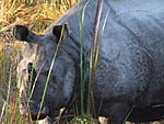 most-wildlife-face.jpg