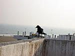 kolkata-puri-trip-puri-portion-puri-crow-w.jpg