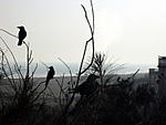 kolkata-puri-trip-puri-portion-three-crows-in-puri.jpg