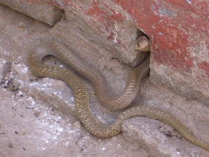 snake cobra india