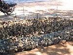 special-lunch-ducks.jpg