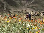 niti-mana-and-darma-valley-photos-and-info-flowers.jpg