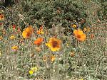 niti-mana-and-darma-valley-photos-and-info-flowers1.jpg