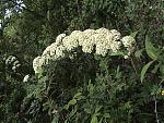 niti-mana-and-darma-valley-photos-and-info-flowers2.jpg