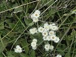 niti-mana-and-darma-valley-photos-and-info-flowers3.jpg