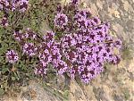 niti-mana-and-darma-valley-photos-and-info-flowers4.jpg