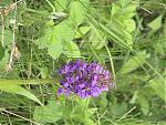 niti-mana-and-darma-valley-photos-and-info-herb.jpg