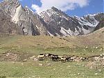 niti-mana-and-darma-valley-photos-and-info-meadows.jpg