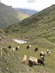 niti-mana-and-darma-valley-photos-and-info-panchachuli-meadows.jpg