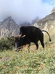 niti-mana-and-darma-valley-photos-and-info-dzo.jpg