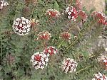 niti-mana-and-darma-valley-photos-and-info-wild-flowers.jpg