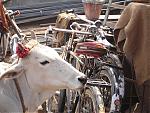 bodhgaya-and-cows-culprit.jpg