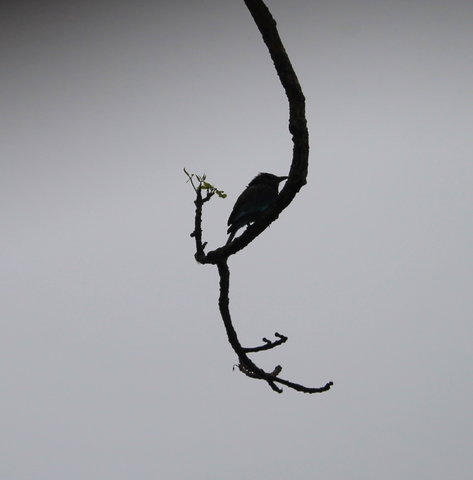 IMG_7202.jpg