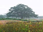 your-wallpaper-at-the-moment-banyan_1.jpg