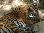 bandhavgarh-national-park-of-ranthambore-resize-of-resize-of-resize-of-goa-tigers-355.jpg