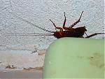 where-not-to-look-for-cockroaches-bigone.jpg