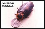 where-not-to-look-for-cockroaches-aaca7b7c6fa273d9ef092112b160bd11.jpg