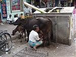 cows-dsc01277.jpg