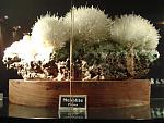 gargoti-the-mineral-museum-dsc01051.jpg