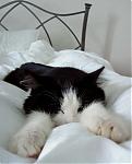 show-us-a-picture-of-your-pet-artie_2.jpg