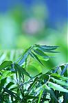 prevention-of-gastrointestinal-infections-in-india-neem.jpg