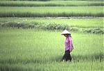 tips-on-surviving-the-heat-rice.jpg