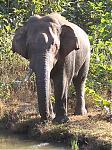backpacking-gokarna-and-kali-wilderness-and-adventure-camp-wild-elephant.jpg