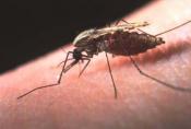 mosquito-bourne-nastiness-malaria.jpg