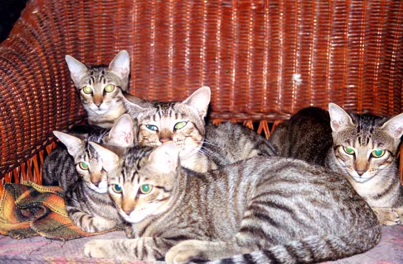cats red..jpg
