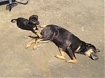bringing-dogs-back-from-india-to-uk-1-dogs-mom-and-piglet-jan-06.jpg