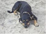 bringing-dogs-back-from-india-to-uk-p2030137.jpg