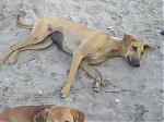 bringing-dogs-back-from-india-to-uk-p2030149.jpg