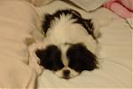 show-us-a-picture-of-your-pet-dscf0298.jpg