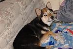 show-us-a-picture-of-your-pet-dscf0331.jpg