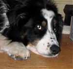 show-us-a-picture-of-your-pet-buster.jpg