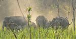 manas-in-assam-and-brahmaputra-cruise-eelephants1.jpg