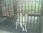 dog-abuse-in-cochin-area-help-photo_0052.jpg