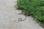 another-snake-in-my-garden-snake1.jpg