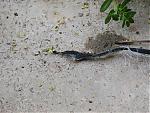 another-snake-in-my-garden-snake2.jpg