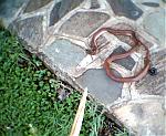 another-snake-in-my-garden-snake014.jpg