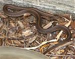 another-snake-in-my-garden-sampji1.jpg