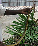 another-snake-in-my-garden-snake-caught.jpg