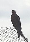 what-is-this-bird-called-bird4.jpg