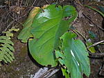 stone-crack-root-jk4-085.jpg
